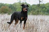 BEAUCERON 568